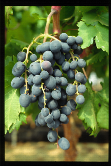 Variété de raisin noir apyrène C 59 179